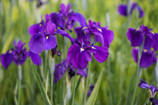  iris Flower Garden