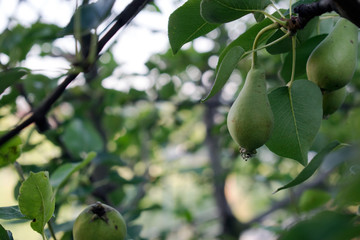 pears on a branch