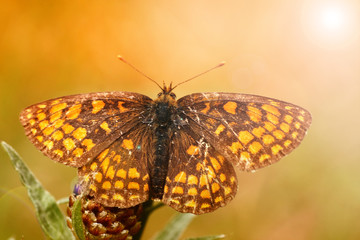 Atalia (Melitaea cf. athalia)
