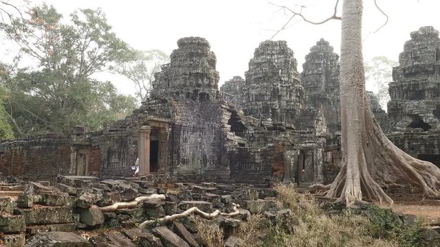 Huge banyan tree on the ruins of the ancient Angkor Wat at Siem Reap, Cambodia.
