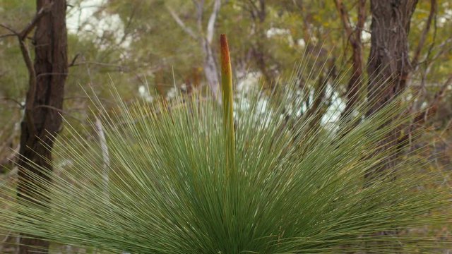 Grasstree (Balga plant) In Native Bushlands