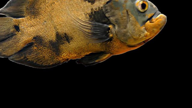 Amazon Tropical Fish - Tiger Oscar, Black Background