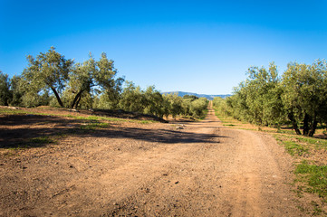 Andalusian landscape with olive trees in Spain on a day in spring