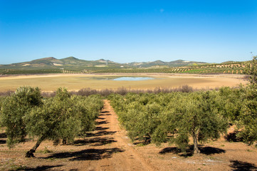Andalusian landscape with olive trees and Laguna del Salobral in Spain on a day in spring