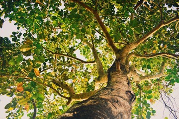 Fototapeta na wymiar summer tropical tree foliage bottom view