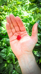 Juicy delicious berry raspberries in the male palm