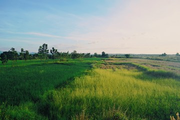 Fototapeta na wymiar rice field sky grass nature landscape