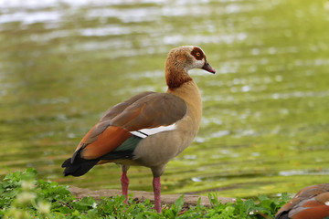 Egyptian goose Alopochen aegyptiacus feeding gras river