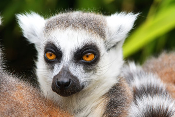 Close up of a ring-tailed lemur, Madagascar