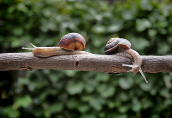 two snails