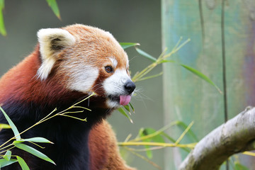 The Red Panda, Firefox or Lesser Panda (taxonomic name: Ailurus fulgens, 