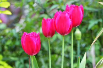 Beautiful pink tulip.pink tulips in the garden.