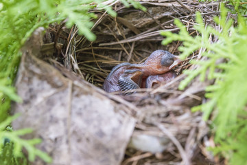 Newborn bird on the nest.Wild life concept.