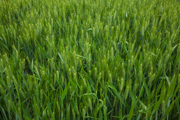 A young wheat field still green in the French countryside