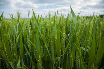 A young wheat field still green in the French countryside