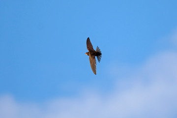 Swift flight. Common Swift (Apus apus)