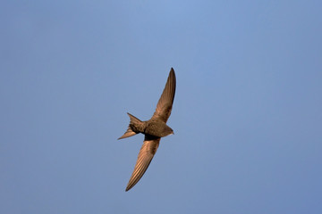 Swift flight. Common Swift (Apus apus)