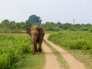 Fototapeta na wymiar elephant on the road