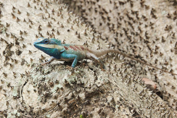 Blue Chameleon (BLUE-CRESTED LIZARD), Selective focus.