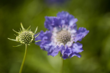 Scabiosa Isaac House New Flower Head
