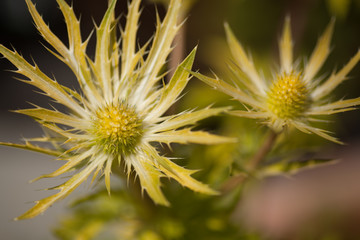 Eryngium Neptunes Gold, Yellow Flower