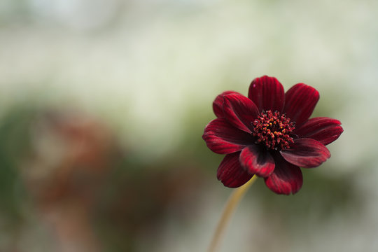 Chocolate Cosmos Small Red, Brown Flower