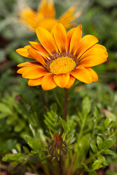 Gazania Gazoo, Yellow Daisy Flower