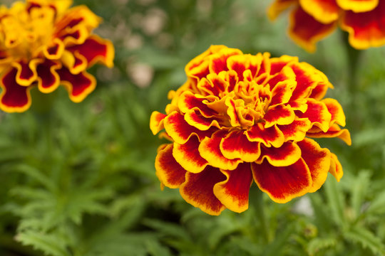 Yellow and Red Marigold Flower