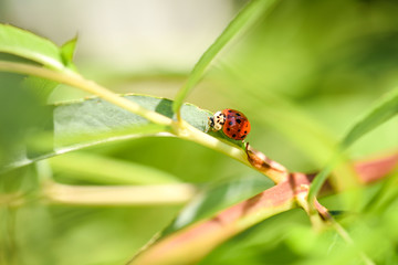 Marienkäfer