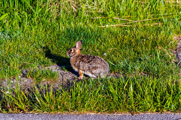 rabbit exercising in the park in the early morning