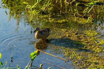 female duck standing at the edge of the pond