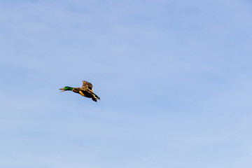 male duck in flight over the pond calling to his mate
