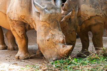 Obraz premium White rhinoceroses eating