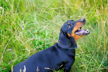 Black dachshund open-mouthed look up among the green grass