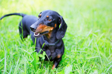 Black and red smooth-haired dachshund among the green grass