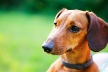 Red smooth-haired dachshund portrait closeup