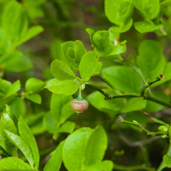 Flower of wild European blueberry or Vaccinum myrtillus hiding in leaves macro in twilight forest, selective focus, shallow DOF
