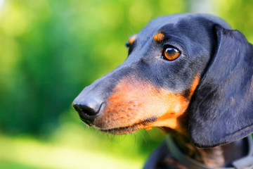 Black and red dachshund portrait closeup