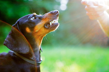 Aggressive black dachshund bared its teeth in front of the woman hand