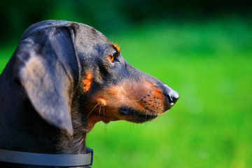 Portrait of black and red dachshund