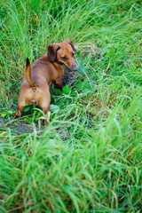 Red dachshund hunting among the green grass