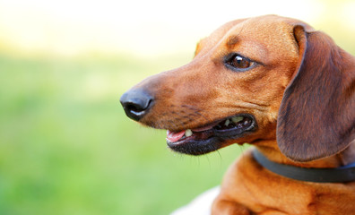 Red smooth-haired dachshund portrait in profile