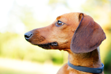 Red smooth-haired dachshund portrait in profile closeup