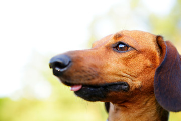 Brown smooth-haired dachshund portrait in profile closeup