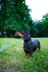 Black smooth-haired dachshund among the green nature