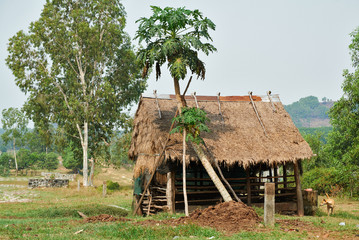 Fototapeta na wymiar Village house among trees in Cambodia