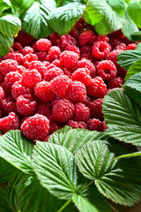 raspberries and green leaves