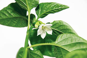 flower pepper