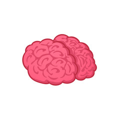 Human brain on white background, vector illustration, cartoon