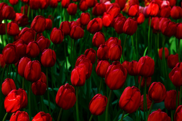  Amazing view of colorful  tulips in the garden.